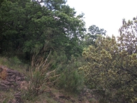 nte Rinatu-20110615 034